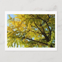 Ginkgo Tree: Japan Briefkaart
