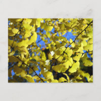 Ginkgo vertrekt in de late herfst: Japan