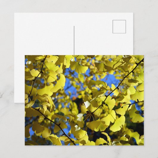 Ginkgo vertrekt in de late herfst: Japan Briefkaart (Voorkant / Achterkant)