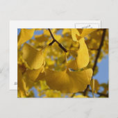 Ginkgo vertrekt in Kyoto Briefkaart (Voorkant / Achterkant)