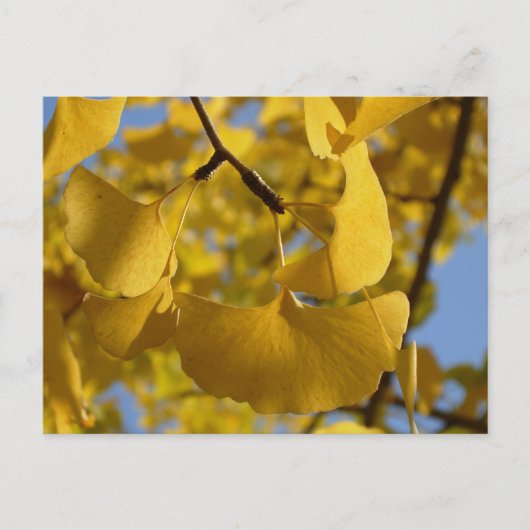 Ginkgo vertrekt in Kyoto Briefkaart (Voorkant)