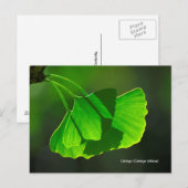 Ginkgobaum (Ginkgo biloba) Briefkaart (Voorkant / Achterkant)