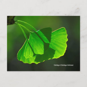 Ginkgobaum (Ginkgo biloba) Briefkaart