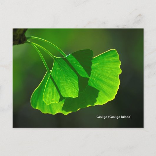 Ginkgobaum (Ginkgo biloba) Briefkaart (Voorkant)