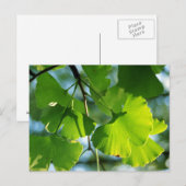 Ginkgobladeren in de zomer briefkaart (Voorkant / Achterkant)