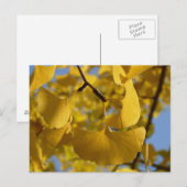 Ginkgobladeren in Kyoto Briefkaart (Voorkant / Achterkant)