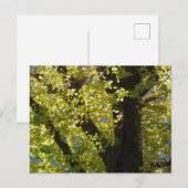 Ginkgoboom in de herfst briefkaart (Voorkant / Achterkant)