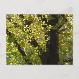 Ginkgoboom in de herfst briefkaart