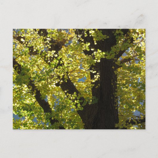 Ginkgoboom in de herfst briefkaart (Voorkant)