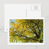 Ginkgoboom: Japan Briefkaart (Voorkant / Achterkant)