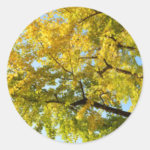 Ginkgoboom: Japan Ronde Sticker