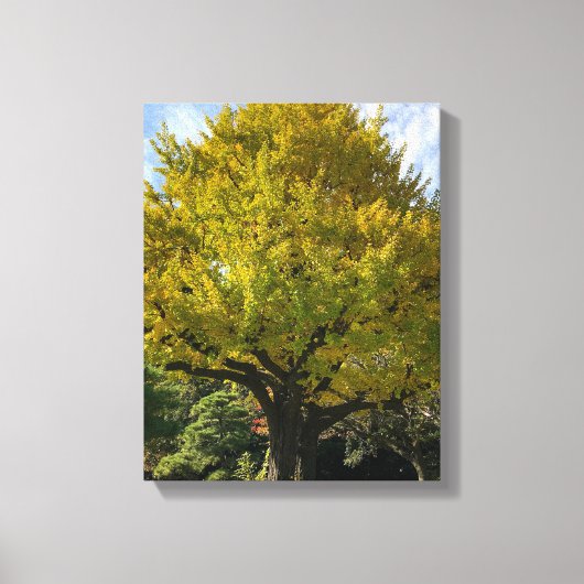 Ginkgoboom van Gulden Geel Canvas Afdruk (Voorkant)