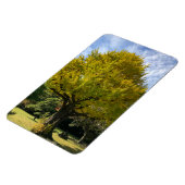 Ginkgoboom van Gulden Geel Magneet (Linkerzijde)