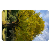 Ginkgoboom van Gulden Geel Magneet (Horizontaal)