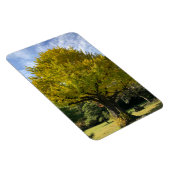 Ginkgoboom van Gulden Geel Magneet (Rechterzijde)