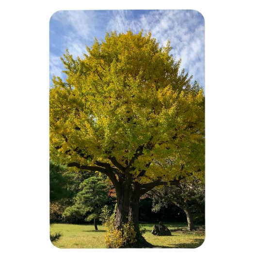 Ginkgoboom van Gulden Geel Magneet (Verticaal)