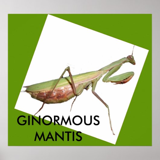 GINORMOUS MANTIS POSTER (Voorkant)