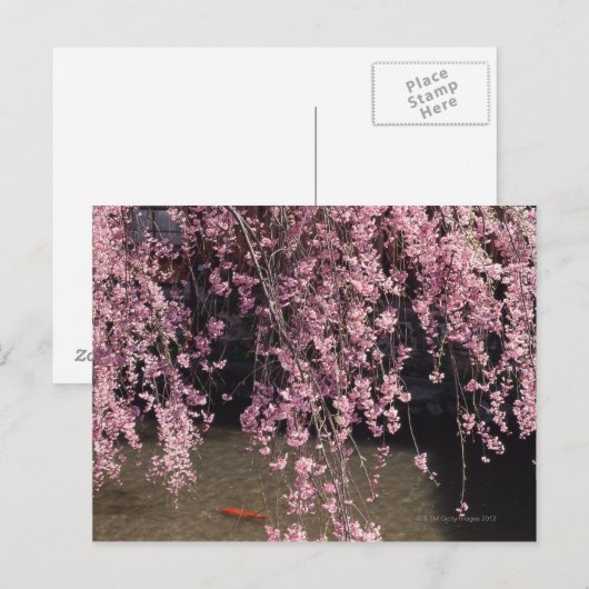 Gion, Kyoto prefectuur, Japan Briefkaart (Voorkant / Achterkant)