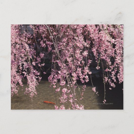 Gion, Kyoto prefectuur, Japan Briefkaart (Voorkant)