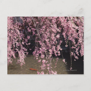 Gion, Kyoto prefectuur, Japan Briefkaart