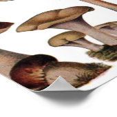 gipsplaat voor botanische druk  paddenstoelen poster (Hoek)