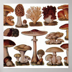 gipsplaat voor botanische druk paddenstoelen poster