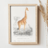  giraf. Afbeelding van retro-dierentuin Poster