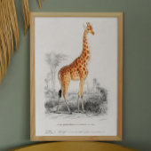 giraf. Afbeelding van retro-dierentuin Poster