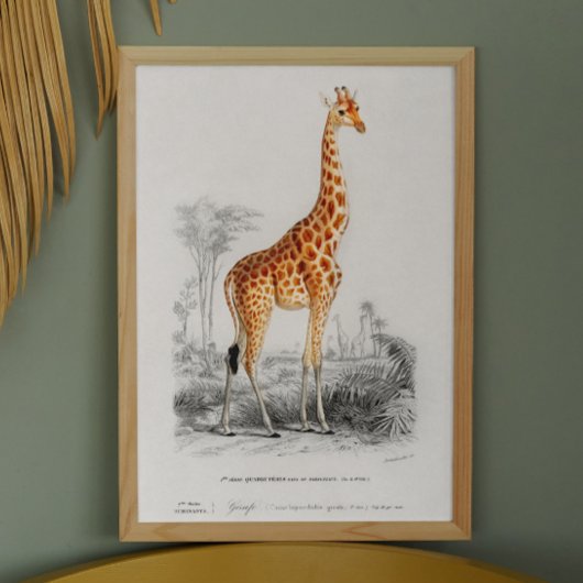  giraf. Afbeelding van retro-dierentuin Poster