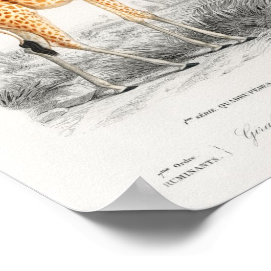  giraf. Afbeelding van retro-dierentuin Poster (Hoek)