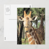 giraf briefkaart (Voorkant / Achterkant)