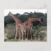 giraf duo briefkaart (Voorkant)