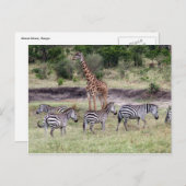 giraf en zebras briefkaart (Voorkant / Achterkant)