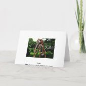 giraf Hallo Kaart (Achterkant)