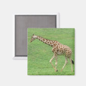 giraf magneet (Voorkant / Achterkant)