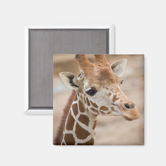 giraf magneet (Voorkant / Achterkant)