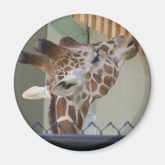 giraf magneet (Voorkant)