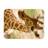 Girafa Zen Magneet (Horizontaal)