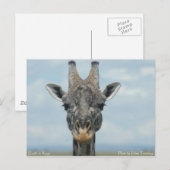 Girafe in Kenia Briefkaart (Voorkant / Achterkant)