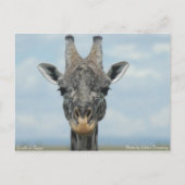 Girafe in Kenia Briefkaart (Voorkant)