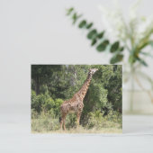 giraferbereik briefkaart (Staand voorkant)