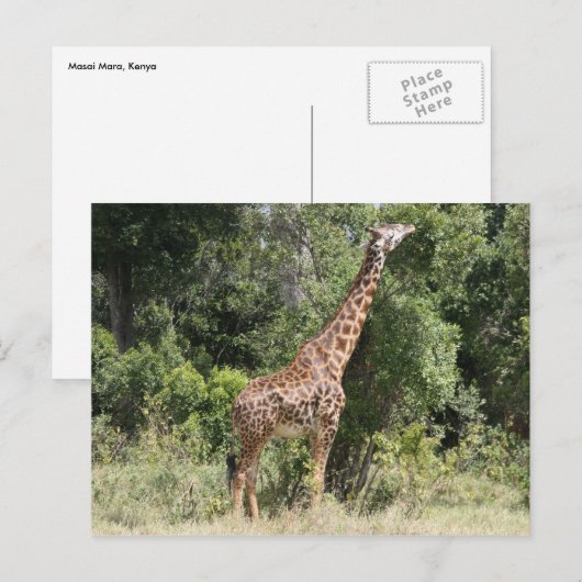 giraferbereik briefkaart (Voorkant / Achterkant)