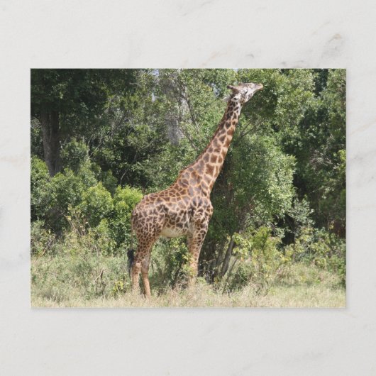 giraferbereik briefkaart (Voorkant)