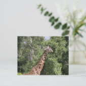 girafernek briefkaart (Staand voorkant)