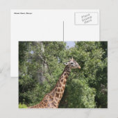girafernek briefkaart (Voorkant / Achterkant)