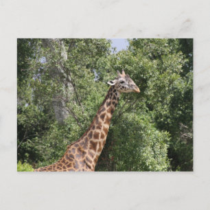 girafernek briefkaart