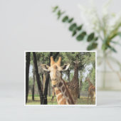 giraferstaarster briefkaart (Staand voorkant)