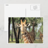 giraferstaarster briefkaart (Voorkant / Achterkant)