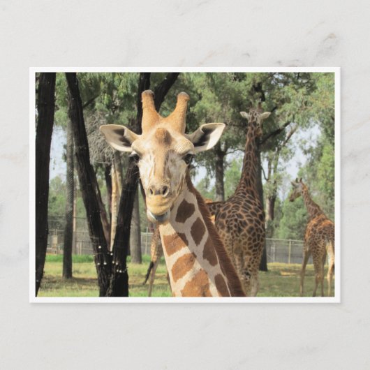 giraferstaarster briefkaart (Voorkant)