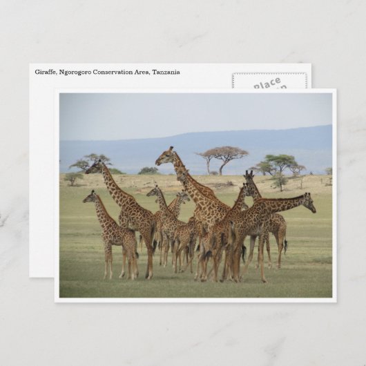 giraferverzameling briefkaart (Voorkant / Achterkant)